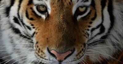 В США скончался тигр по кличке Путин