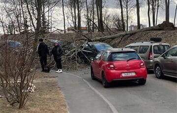 В Минске ветер сносит деревья