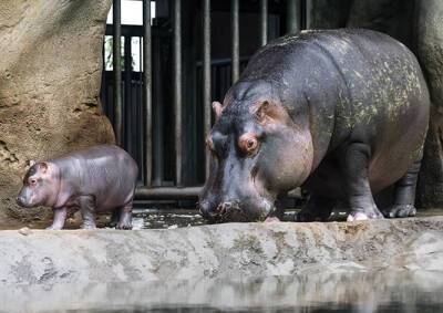 В Пражском зоопарке родился детеныш бегемота