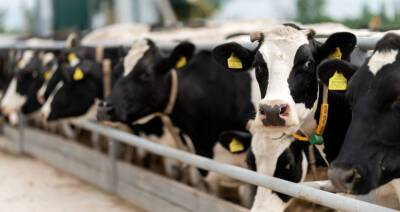 Банк развития объявил конкурс инвестпроектов по строительству молочно-товарных ферм с господдержкой