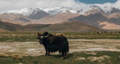 В Мургабе развивается яководство в рамках программы развития животноводства в Таджикистане