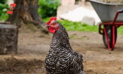 В Тюмени восстанавливают разоренную птичьим гриппом птицефабрику
