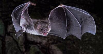 Аномальная диета. Ученые выяснили, как летучие мыши стали вампирами