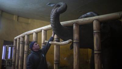 "Слон и война — несовместимые вещи": новая жизнь в Киевском зоопарке