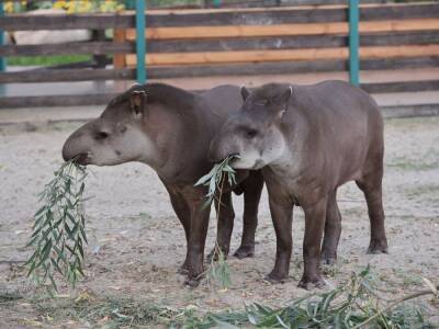 Из "Фельдман Экопарка" вывезли кенгуру. Там остается единственная в Украине семья тапиров с детенышем