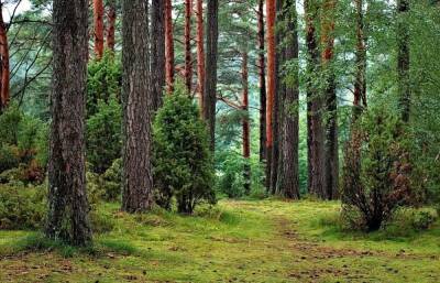 В Тверской области 15 гектаров леса незаконно находились в частной собственности