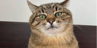Знаменитый харьковский кот Степан собрал 10 тысяч долларов для помощи животным в Украине