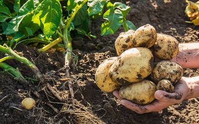 Хороший урожай картофеля: как подготовить клубни и выбрать сорт