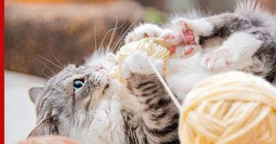 Кошка с клубком: безопасны ли для питомца игры с нитками