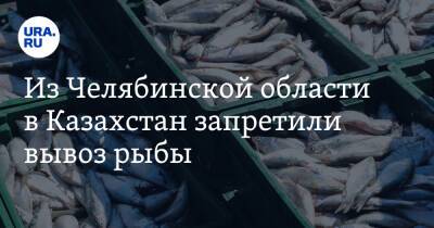 Из Челябинской области в Казахстан запретили вывоз рыбы