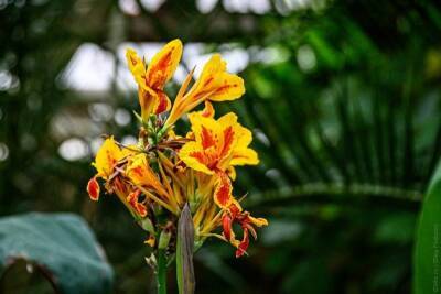 Глава Ботанического сада Читы: «Цены на цветы взлетели, но мы не будем драть три шкуры»