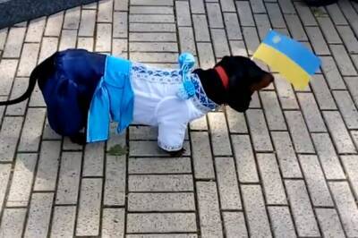 "Русский корабль иди на...": украинская собака взорвала сеть своим ответом