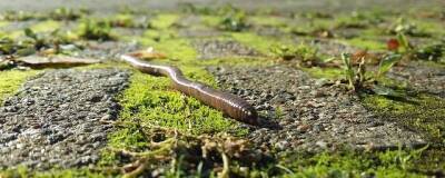 Ученые предложили использовать дождевых червей вместо синтетических удобрений