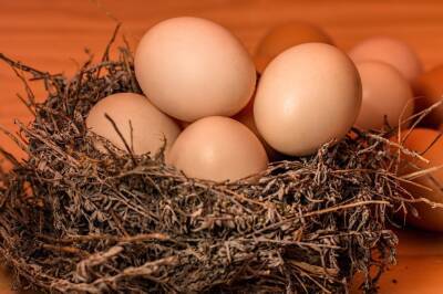 Птицефабрика "Островная" закупит 241 тысячу яиц