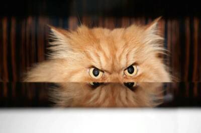 Международная федерация кошек запретила российским пушистикам участвовать в выставках
