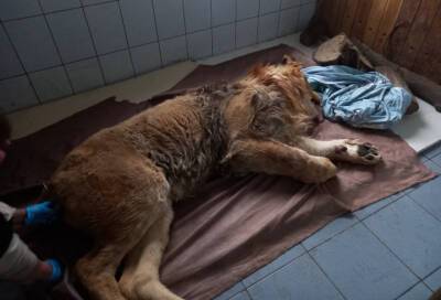 Ветеринары Ленобласти начали лечение тяжело больного льва Принца