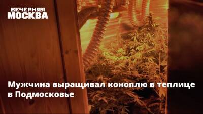 Мужчина выращивал коноплю в теплице в Подмосковье