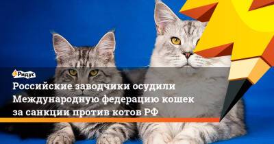 Елена Шевченко - Российские заводчики осудили Международную федерацию кошек за санкции против котов РФ - ridus.ru - Москва - Россия - Украина