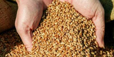 Цены на пшеницу на бирже побили рекорд 2008 года
