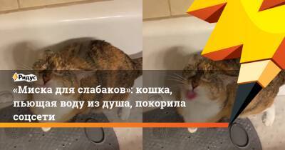«Миска для слабаков»: кошка, пьющая воду из душа, покорила соцсети