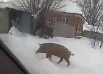 Бешеная свинья в Липецкой области растерзала животных и напала на человека
