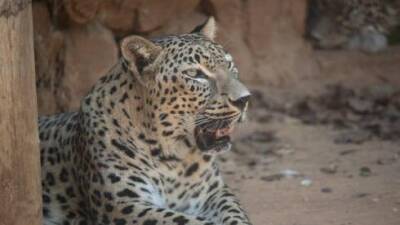 Инцидент в Иерусалиме: сотрудницу Библейского зоопарка укусил леопард