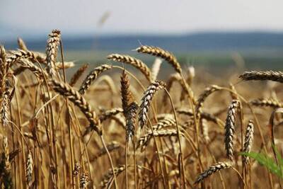 Стоимость пшеницы на Чикагской бирже подскочила по итогам торгов среды более чем на 7%