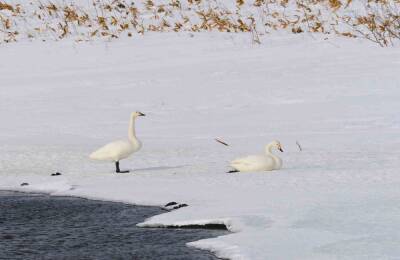 Малые лебеди впервые зимуют на Кунашире