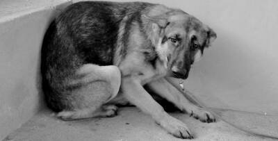 В Удмуртии будут судить жителя Завьяловского района, который убил свою собаку