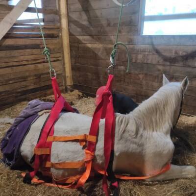 Волонтеры «Кошкиспаса» в третий раз помогли поднять упавшего коня во Всеволожском районе