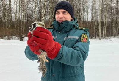 В Петербурге ястребиную сову выпустили на волю после лечения