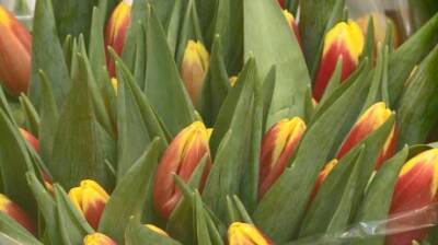 Пензенцам рассказали о ценах на цветы в преддверии праздника