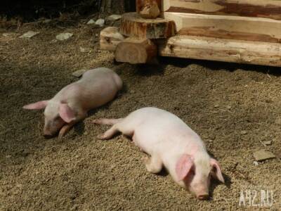 Голодная свинья растерзала домашний скот и напала на человека в Липецкой области