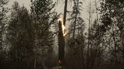 Пожароопасный сезон в лесах Ульяновской области начнётся в апреле