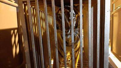 Из Киева под обстрелами эвакуировали львов, тигров и других обитателей зоопарка