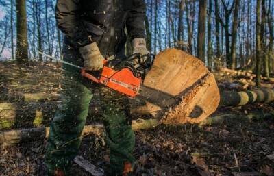 Осужден житель Тверской области, незаконно вырубивший лес более чем на 700 тыс. рублей