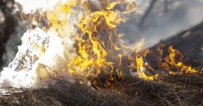 Поджоги старника: за полтора месяца выгорело уже более 280 га