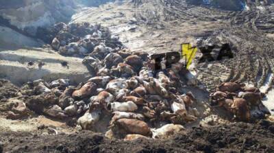 «Доосвобождались» до коров: россияне сознательно уничтожают украинские агропредприятия
