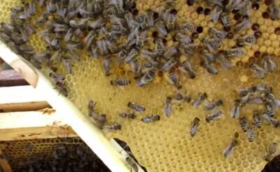 Теперь не только боевые птицы, но и пчелы: медоносы на Херсонщине "задвухсотили" троих оккупантов
