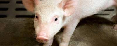В Липецкой области на человека напала голодная свинья