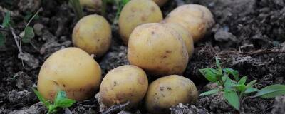 Ученым удалось полностью расшифровать геном картофеля