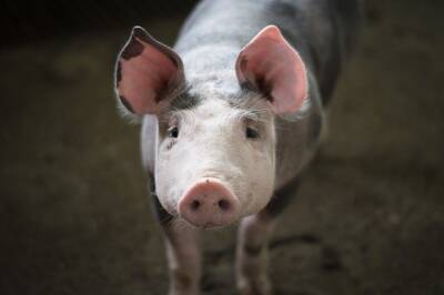 В Липецкой области голодная свинья набросилась на человека