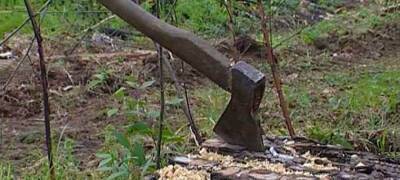Попал под суд лесничий, незаконно вырубивший лес в Карелии более чем на 5 миллионов рублей