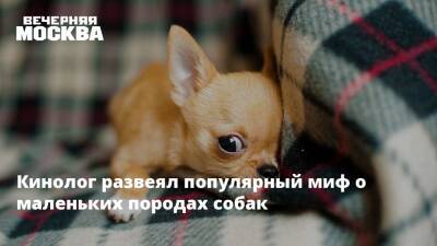 Владимир Голубев - Кинолог развеял популярный миф о маленьких породах собак - vm.ru - Москва - Россия