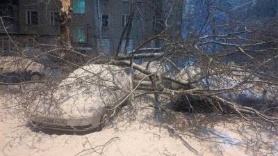 Два десятка деревьев рухнули на машины в Воронеже