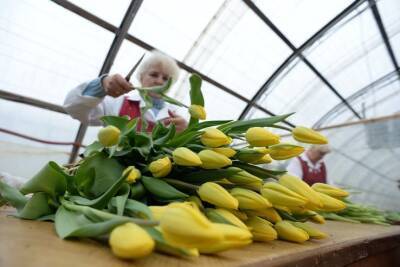 Ленинградские цветоводы готовы обеспечить регион цветами к 8 марта