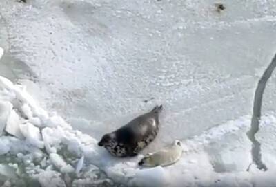 На Финском заливе проходит праздник рождения новых тюленят