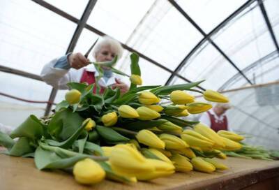 В Ленобласти к 8 марта на 4% увеличили посадки тюльпанов