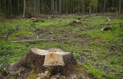 Суд обязал работодателя расследовать гибель человека во время рубки леса в Тверской области