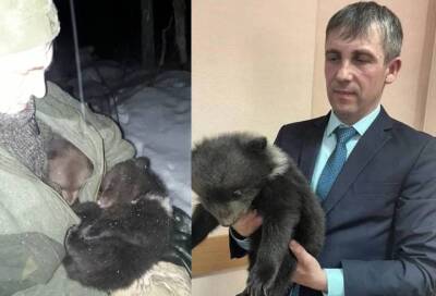 В Лужском районе спасли осиротевших медвежат